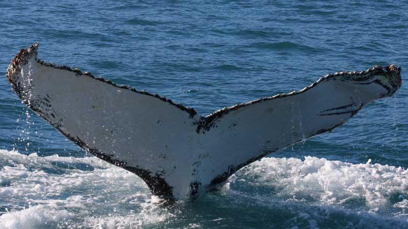 whale watching eco tour